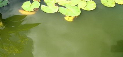 Vijver met zweefalg: het water is groen en troebel
